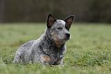 BOUVIER AUSTRALIEN 402